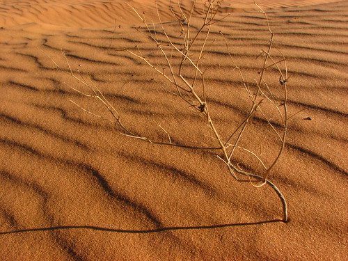 Sand Dunes 075 | by Chandler West