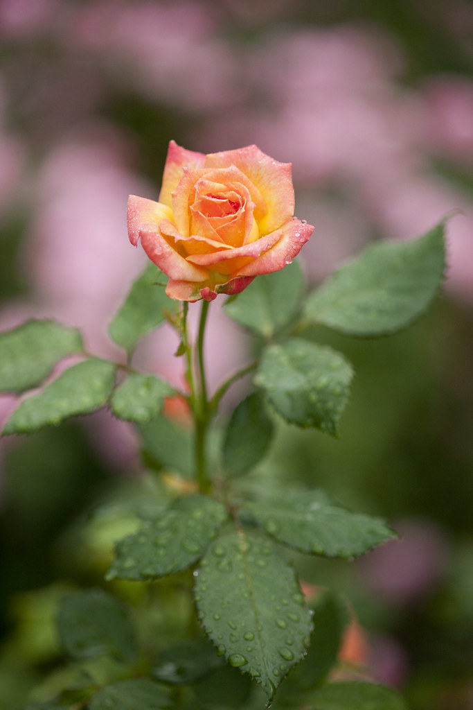Floribunda rose Garden Delight | Photo by Ivo M. Vermeulen | Flickr