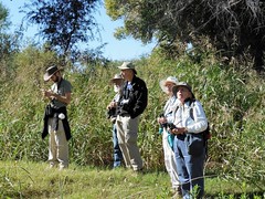 AZFO Birders at San Pedro River, Gray Hawk Ranch
