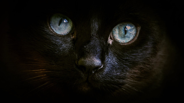 Intense look (siamese cat).