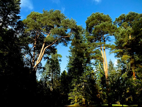 magnificent trees | Angie & Chris Pye | Flickr