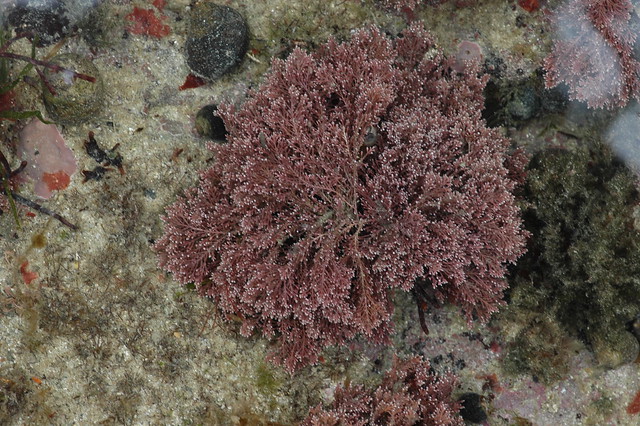 Jania/Corallina rubens
