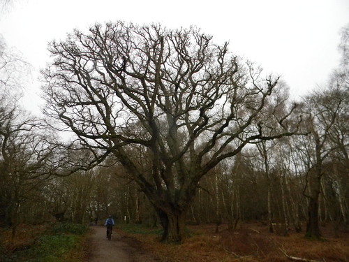 Big Tree Loughton to Epping