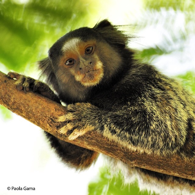 Bom dia!!!!! #mico #animal #macaco #arvore #natureza #home… | Flickr