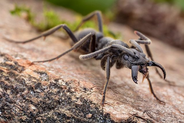 African black ant