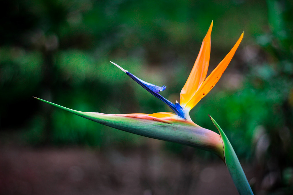Flower from Kodaikanal | The beautiful flowers across the va… | Flickr
