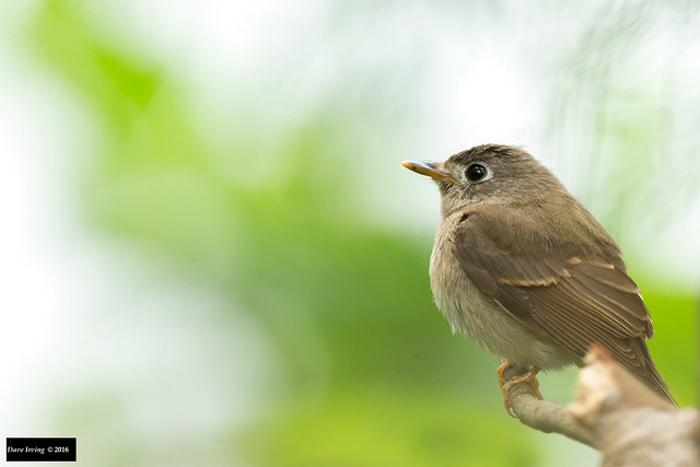 Brown-breasted Flycatcher (Muscicapa muttui)