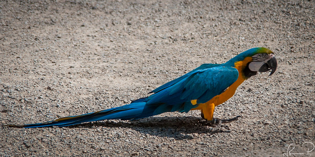 Blue-And-Yellow Macaw #0253
