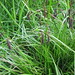 Flickr photo 'Carex obnupta' by: D.Eickhoff.