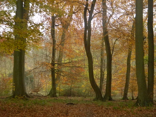 Autumn colour 4 Little Kimble to Saunderton