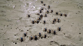 Soldier crabs on Hill Inlet, Whitsunday Island