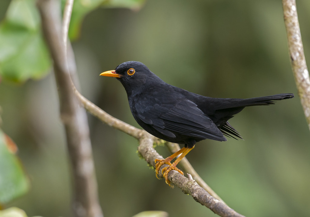 Black Birds with Yellow Beaks Black Thrush