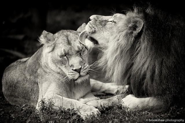Lion Tenderness (Sepia)