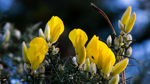 Gorse flowers and buds
