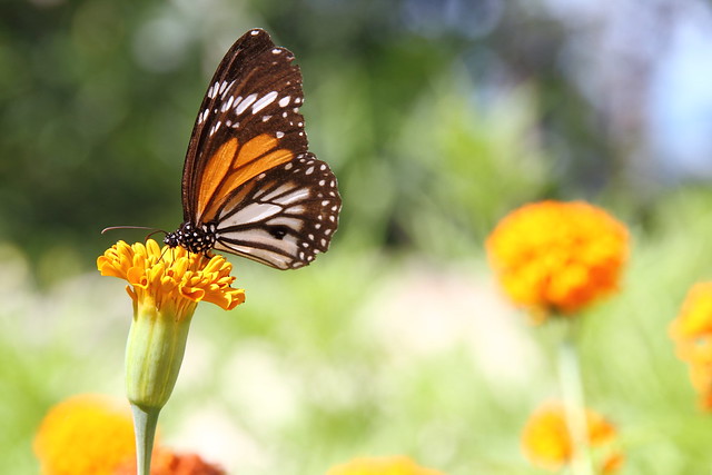 Monarch butterfly (Tailand 2013)