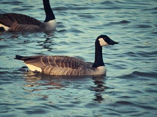 Geese at Hoover Reservoir 2