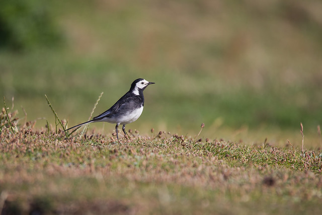 CJW_0158 pied wagtail
