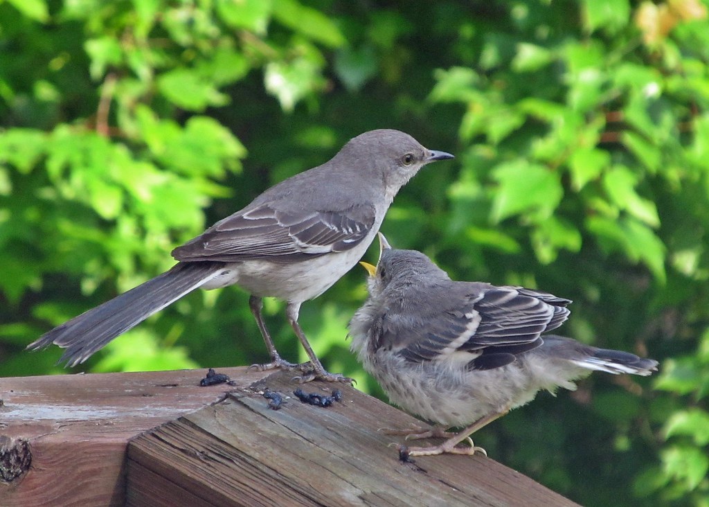 Northern Mockingbirds | Two baby mockingbirds left the nest … | Flickr