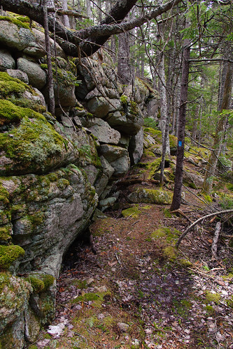 moss hiking maine trail ledge granite lichen sullivan hancockcounty frenchmanbayconservancy longledgespreserve
