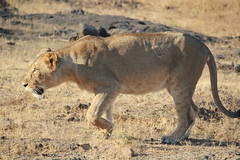 Sasan Gir, Asiatic lioness