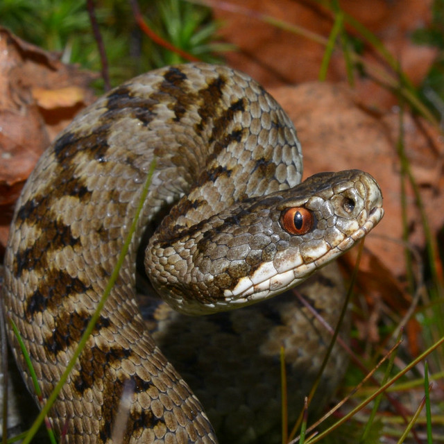 Adders.Cannock Chase