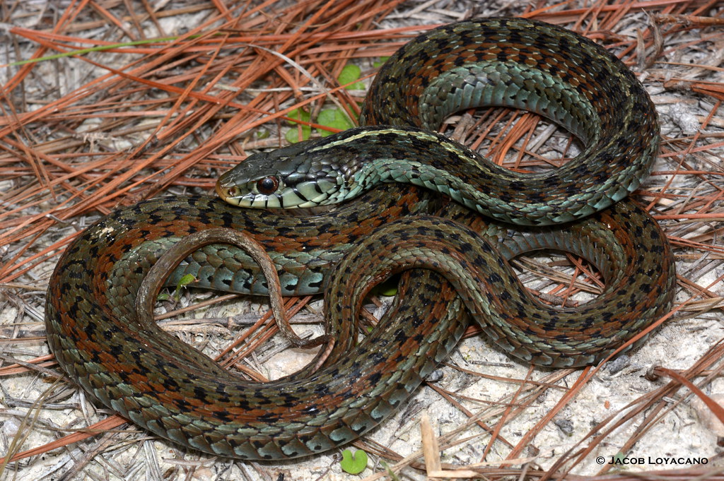Eastern Garter Snake (Thamnophis sirtalis)
