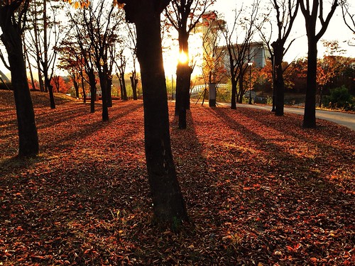 park autumn trees sunset shadow red fall nature leaves asia korea sunrays southkorea bundang iphone seongnam pangyo 성남시 iphoneography 한국 분당구 판교 화랑공원