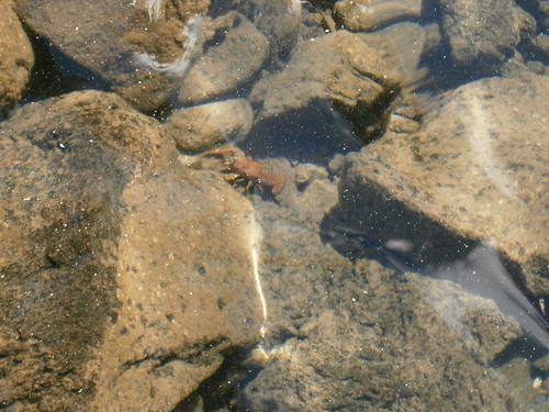 Crater Lake Crayfish | by adventures_with_martin