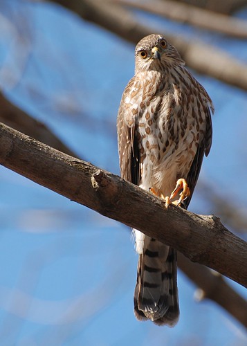 Sharp-shinned Hawk (DSC_0500) | by JDA-Wildlife