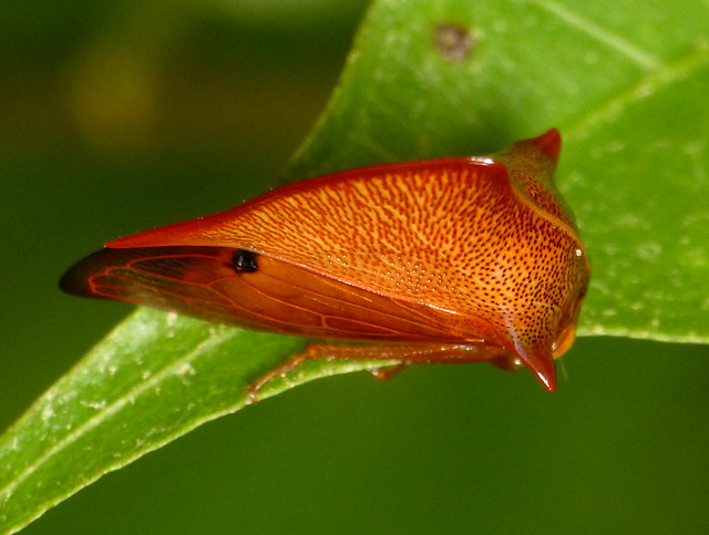 Treehopper from Yasuni National Park