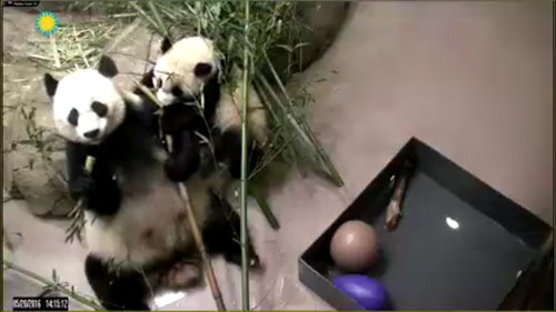I'm hungry mama. Attribution: Smithsonian's National Zoo | by helenwoo555