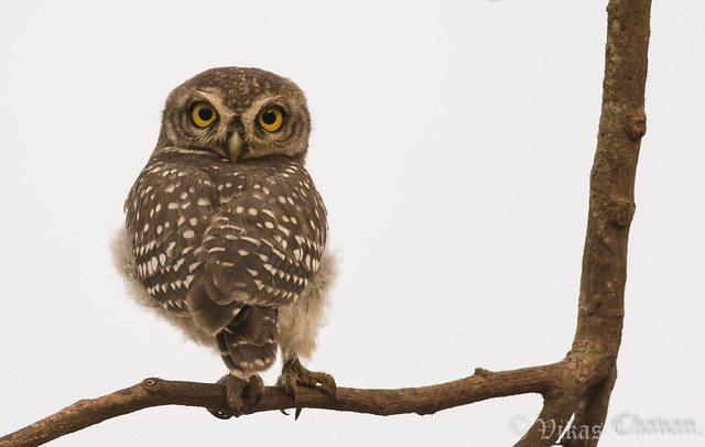 Spotted Owlet.