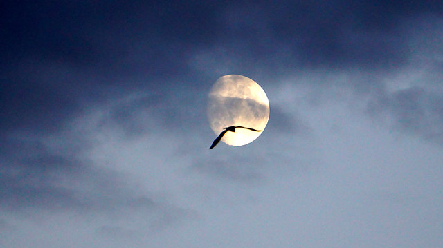 Moon Bird