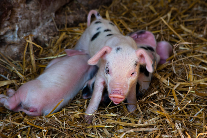 Tiny piglets, Northycote