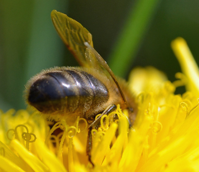 honeybee on dandelion {explored}