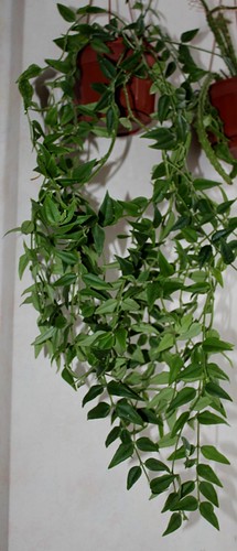 Hoya lanceolata subsp. bella (= Hoya bella) 8734242987_c32fbaef65