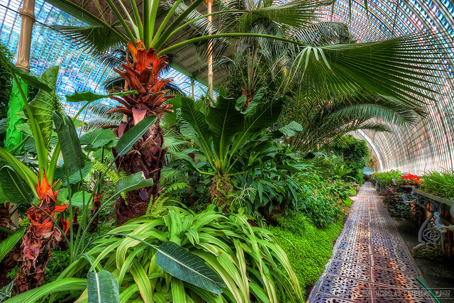 Palm in the Palm house