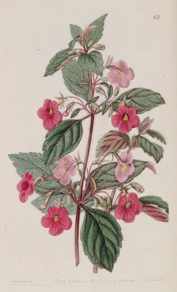 n193_w1150 | Edwards's botanical register.. London :James Ri… | Flickr