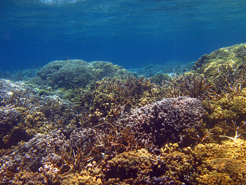 cordelia banks | Caribbean Reef Life | Flickr