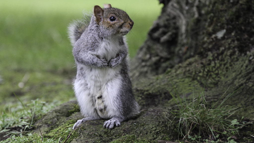 Squirrel II | Grey squirrel sitting up having noticed me. | Lawrence OP |  Flickr
