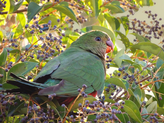 While the Male King Parrot has crimson red plumage, the female mainly has green with bits of under belly red.
