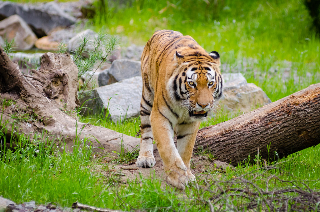 tiger | tiger | Mathias Appel | Flickr