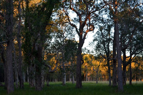 landscape australia pasture nsw australianlandscape lateafternoon myrtaceae northernrivers richmondvalley swampbox lophostemonsuaveolens afternoonlandscape tuckeanswamp tuckeanisland