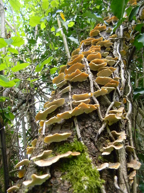 Fungus Borough Green to Sevenoaks (composite walk)
