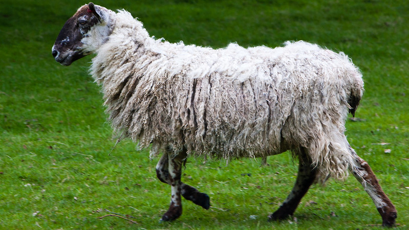Ewe, Chillington