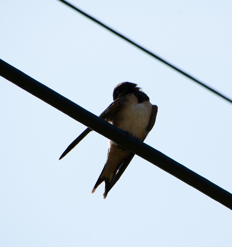 Young swallow