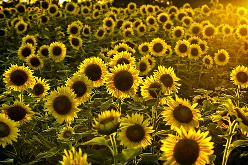 summer hot field yellow backlight canon vintage golden bright artistic grain maryland halo sunflowers lensflare 7d solarflare humid poolesville antiqued mckeebesherswma ef70200f28lisii dkiphotography