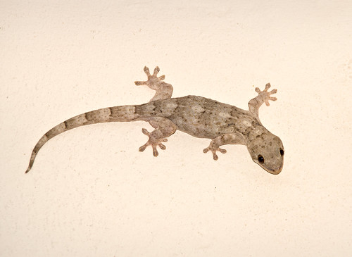 southafrica reptile lizard wahlbergsvelvetgeckohomopholiswalbergii russellscottimages