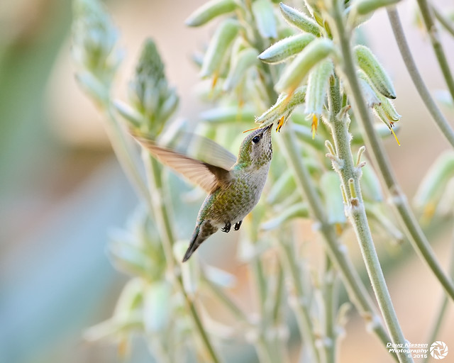 female Anna's Hummingbird