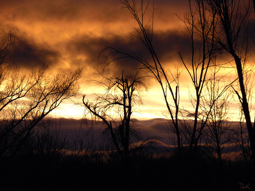 Morning Fog.... | by Diana Kae